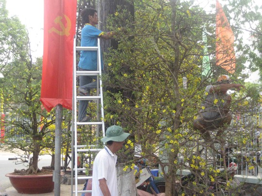 
Nhanh tay cắt bỏ những bông mai nở vàng rực và giữ lại những nụ nở búp để hy vọng bán được mai
