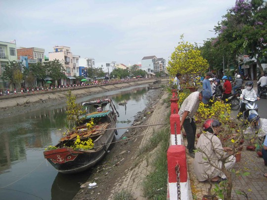 
Rồi dùng ghe và xe tải chở mai về nhà chăm sóc, chờ Tết năm sau...
