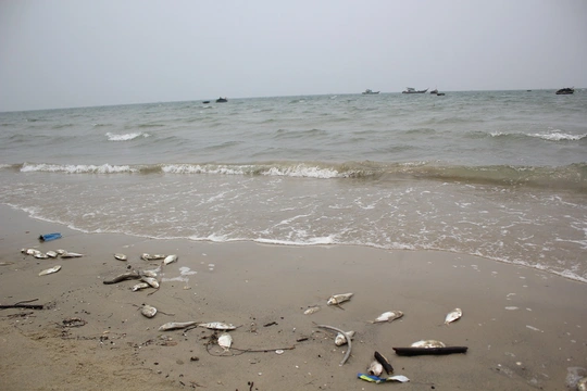 Cá chết dạt vào bờ biển Đà Nẵng khá lớn trong sáng 29-4