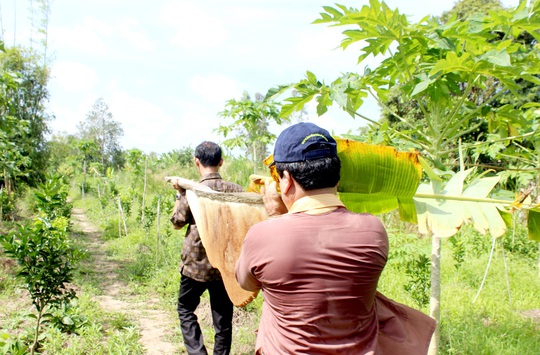 
Gác kèo ong tại U Minh Hạ
