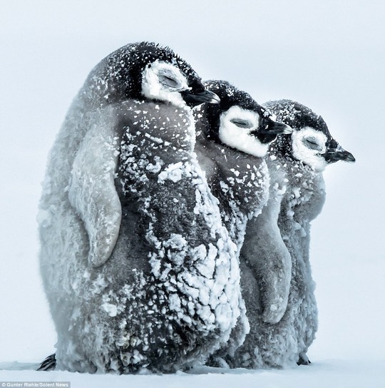 Cánh cụt con thường nhắm mắt nhằm tránh để tuyết ảnh hưởng đến tầm nhìn của chúng