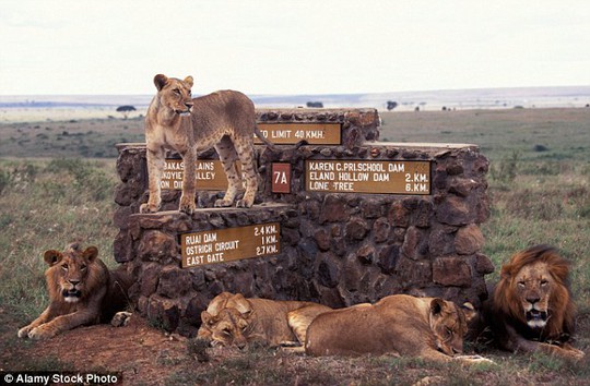 Sư tử trong vườn quốc gia Nairobi. Ảnh: Alamy