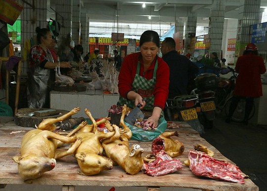Mỗi năm, có khoảng 20 triệu con chó bị giết thịt ở Trung Quốc. Ảnh: Humane Society International