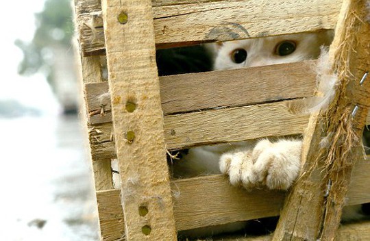 
Ánh mắt sợ hãi, ám ảnh của một chú mèo trên đường đến lò mổ. Ảnh: Humane Society International

 
