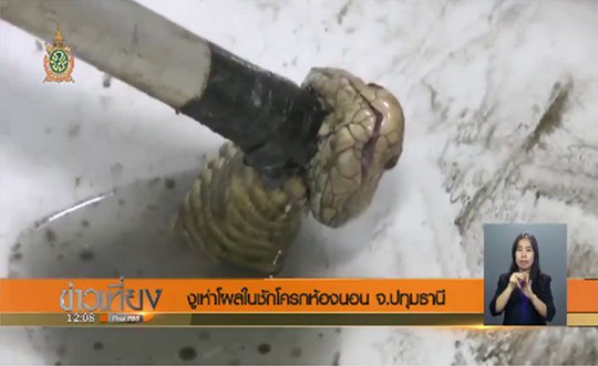 
Các nhân viên cứu hộ đổ thuốc trừ sâu vào bồn vệ sinh để con rắn ngoi lên. Ảnh: THAI PBS
