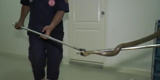 
Con rắn được đưa đến một trại rắn thuộc văn phòng Hội Chữ thập đỏ Thái Lan. Ảnh: THAI PBS
