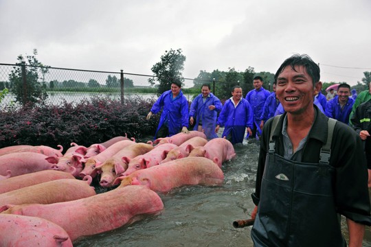 Ông Lý Hạ Bạc và đàn heo được cứu Ảnh: REUTERS