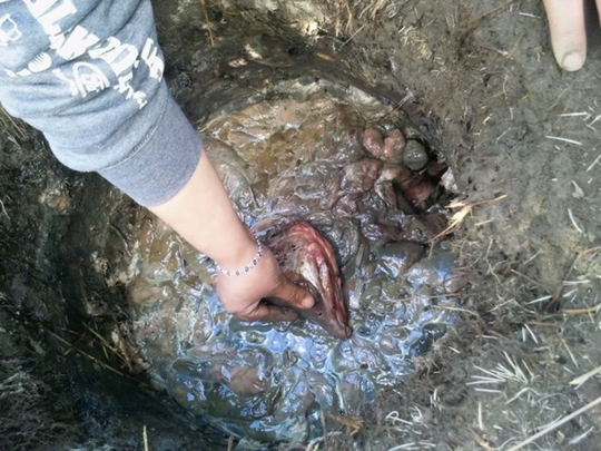 
Đầu cá hồi được ủ dưới lòng đất cho đến khi thối rữa, bốc mùi.
