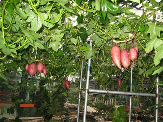 Mô hình trồng khoai lang leo giàn thích hợp với những gia đình có diện tích hẹp hay những gia đình muốn tạo điểm du lịch hay đơn giản là tăng lượng thực phẩm mỗi ngày.