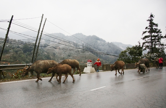 
Nông dân Lào Cai khẩn trương di chuyển đàn gia súc tránh rét - Ảnh: Mạnh Dũng
