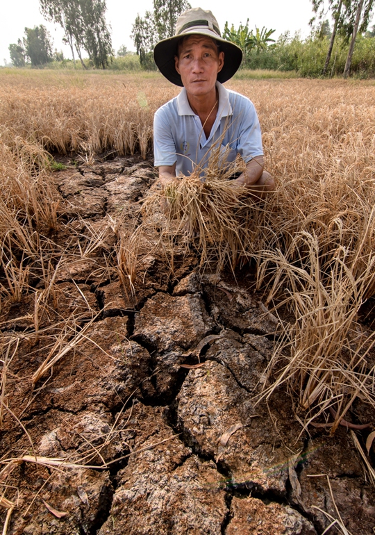 Lúa chết khô, đất nứt nẻ là những gì đang diễn ra trên nhiều cánh đồng của người dân huyện An Biên