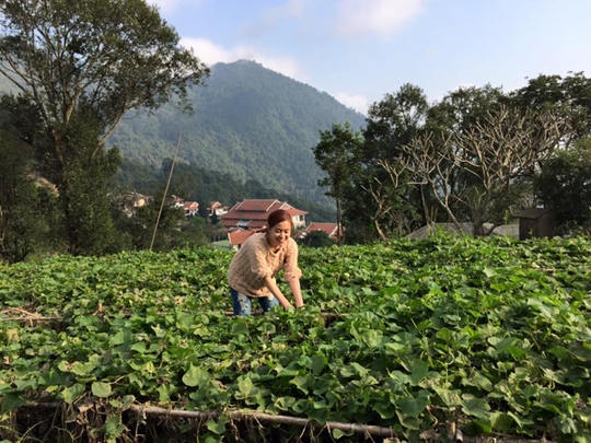 
Hay bên trong luống rau su su rộng bát ngát.
