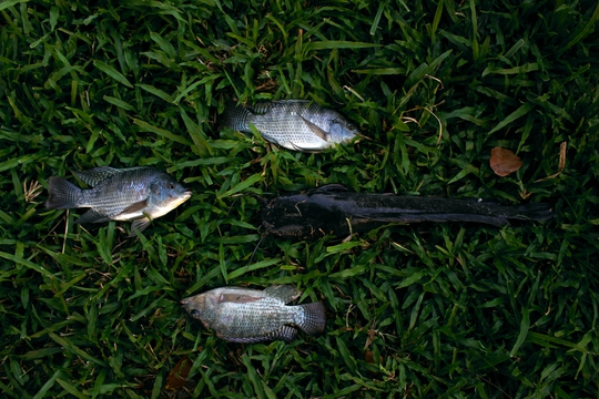 
Những người câu được ít cá không đủ bán, cũng không dám ăn nên vứt la liệt trên bãi cỏ. Dòng kênh Nhiêu Lộc - Thị Nghè chỉ mới được hồi sinh, nếu người dân cứ vô ý thức câu cá như vậy chẳng bao lâu nữa cá trong kênh cũng bị tận diệt.
