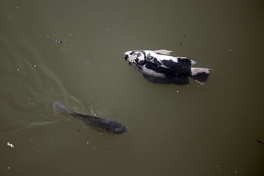 Hiện tượng cá nổi lên lờ đờ và chết trắng kênh Nhiêu Lộc - Thị Nghè bắt đầu xuất hiện sau trận mưa chiều 16-5 và kéo dài cho tới tận bây giờ.