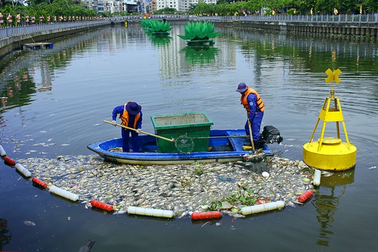 Lực lượng công nhân môi trường gồm: 54 canô, tàu với 250 công nhân được huy động hoạt động cả ngày lẫn đêm để thu gom xác cá để giữ vệ sinh môi trường.