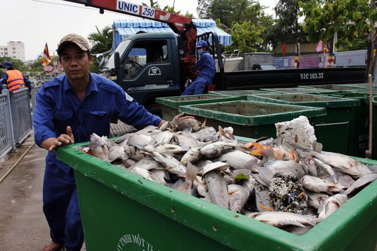 Những thùng cá với số lượng hàng trăm kg liên tục được đưa lên bờ. Các công nhân cho biết, so với việc vớt rác và lục bình, vớt cá chết cực hơn nhiều vì chúng nằm rải rác, vừa nặng lại vừa bốc mùi hôi thối.