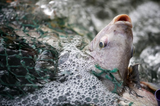 Nguyên nhân gây ra tình trạng cá chết hàng loạt được xác định là do ô nhiễm môi trường nước cục bộ
