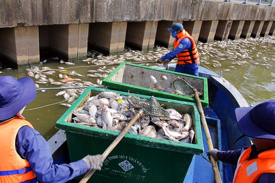 Chiều 18-5, các công nhân vẫn tích cực thu gom xác cá chết. Theo ghi nhận của phóng viên xác cá nổi lên đã được vớt gần hết, chỉ còn tập trung nhiều ở khu vực đầu nguồn dòng kênh.