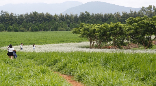 
Du khách sẽ ngất ngây trước vẻ đẹp đầy quyến rũ của cánh đồng hoa tam giác mạch nở sớm ở Lâm Đồng.
