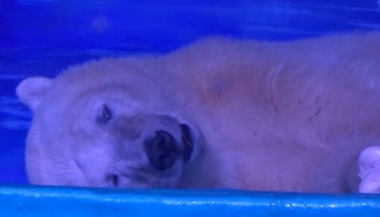 
Cận cảnh nét mặt buồn bã của con gấu khi bị nhốt trong điều kiện tồi tệ để mua vui cho con người. Ảnh: Animals Asia
