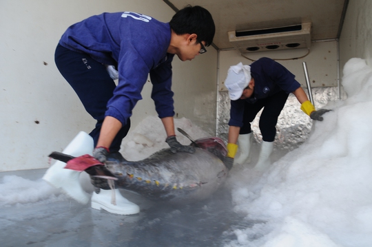 Nhân viên Bidifisco đưa cá ngừ lên xe để vận chuyển ra sân bay chờ chuyển sang Nhật Bản
