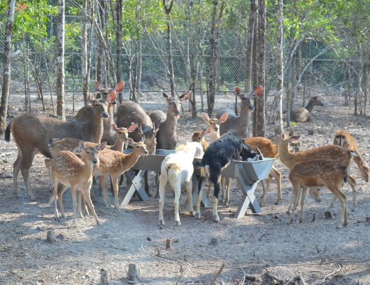 
Nhiều động vật ăn cỏ sống hòa bình trong môi trường bán hoang ở đảo ngọc Phú Quốc
