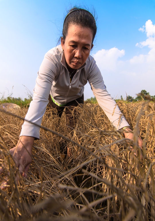 
Bà Trần Thị Tiễn, ở xã Hưng Yên, cũng vừa chịu cảnh mất trắng 10 công lúa đông xuân do lúa chết khô trên đồng ruộng như thế này.
