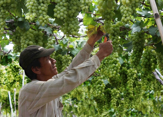 Nho tăng giá mạnh giúp người nông dân Ninh Thuận bớt khổ trong cơn hạn nặng