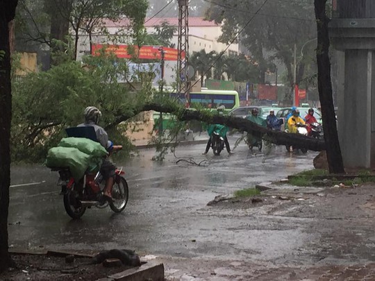 
Cây xanh bất ngờ bật gốc trên đường Nguyễn Thị Minh Khai
