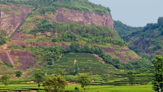 
Vùng Vũ Di Sơn ở Phúc Kiến nổi tiếng với những vườn trà trên vách núi. Ảnh: Alarmy
