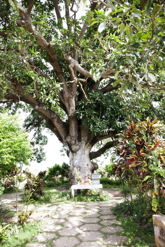 
			Ngoài những cây nhãn cổ, còn có một “cụ” xoài lão xanh tốt trên 300 năm tuổi được công nhận là cây di sản - Ảnh: BÍCH HUỲNH
			