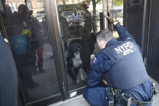
7 chú chó Pit bull được đưa về Trung tâm Chăm sóc và Kiểm soát Động vật. Chúng có dấu hiệu bị đánh đập. Ảnh: NY Daily News, Paul Martinka
