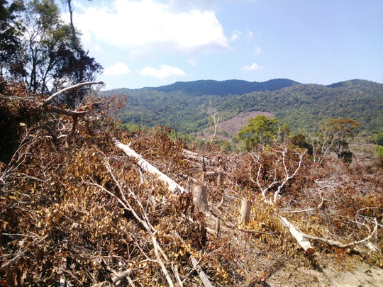 
Nhiều cánh rừng ở tiểu khu 83 và 90 bị đốn hạ
