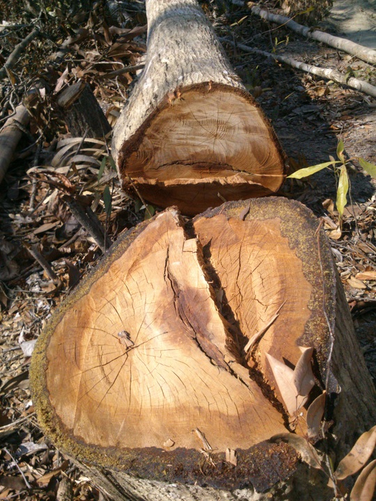 
Nhiều cây gỗ lớn cũng bị triệt hạ
