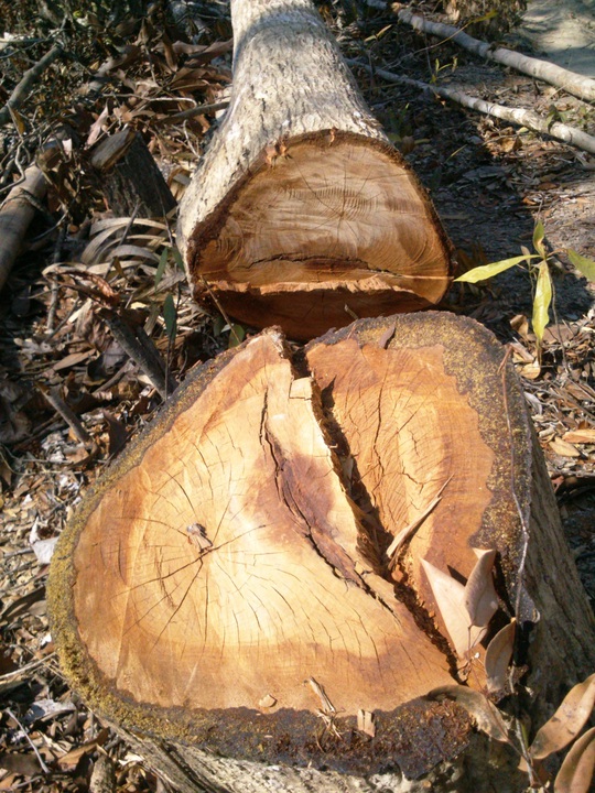 Một số cây gỗ lớn có đường kính khoảng 30cm cũng bị đốn hạ