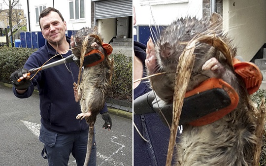 
Con chuột quái vật to hơn cả một con chó vừa được kỹ sư khí đốt Tony Smith phát hiện ở khu Hackney ở London. Ảnh: Telegraph
