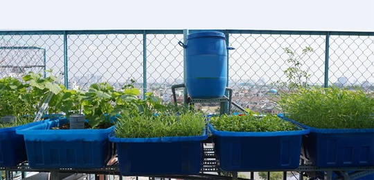
Sống trên tầng 7 khu chung cư quận 7 (TP HCM), chị Minh Ngọc vẫn quyết định đầu tư một hệ thống trồng rau, nuôi cá quy củ ở ban công rộng 12 m2.
