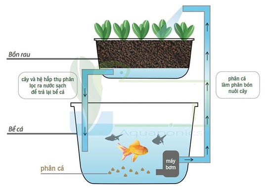 
Hệ Aquaponic gồm bể cá, chậu cây, hệ thống bơm để lưu thông nước (tưới cây tự động), bơm khí để cung cấp oxy cho cá, bộ lọc để phân giải thức ăn thừa, chất thải của cá thành chất hữu cơ nuôi cây. Chủ nhà có thể mua thêm bộ hẹn giờ cho máy bơm, thiết bị cho cá ăn.
