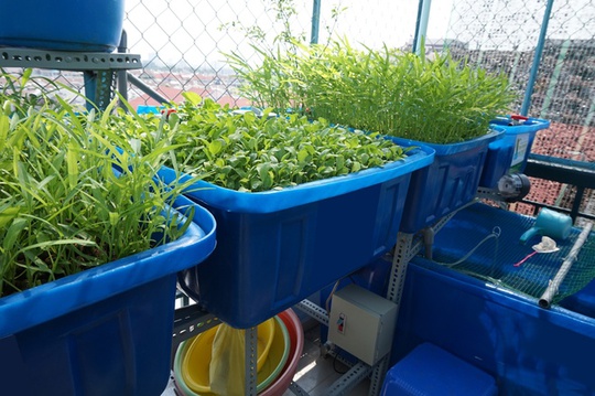 
Gia đình lựa chọn hình thức Aquaponic không dùng đất, không phân bón, không cần chăm bón nhiều nhưng vẫn có rau xanh hàng ngày và thỉnh thoảng lại thu hoạch được một mẻ cá.
