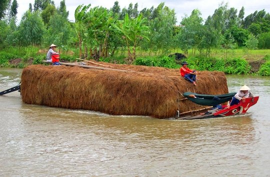 
Rơm đang có giá. Ảnh: Ngọc Trinh
