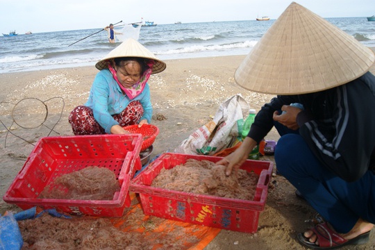 
Ngư dân Quảng Bình hối hả thu hoạch ruốc biển
