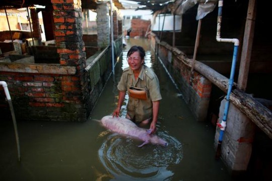 
Một người phụ nữ tại thị trấn Hiểu Cảm, tỉnh Hồ Bắc - Trung Quốc, đau khổ vì heo chết trong đợt mưa lũ. Ảnh: Reuters

