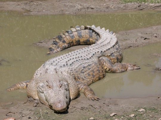 
Loài cá sấu nước mặn Úc được cho là thủ phạm của vụ tấn công. Ảnh: Wikipedia
