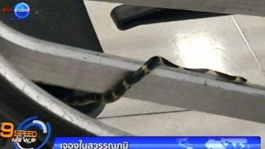 
Con rắn trên xe đẩy hành lý. Ảnh: SCMP
