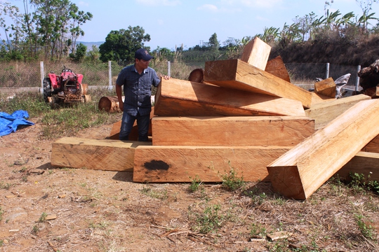 
Số gỗ trên xe quân sự đang được tạm giữ tại Hạt kiểm lâm huyện Kbang
