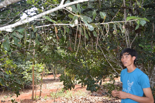 Nhiều vườn cây mắc ca ở huyện Krông Năng, tỉnh Đắk Lắk chỉ ra hoa mà không có trái Ảnh: CAO NGUYÊN