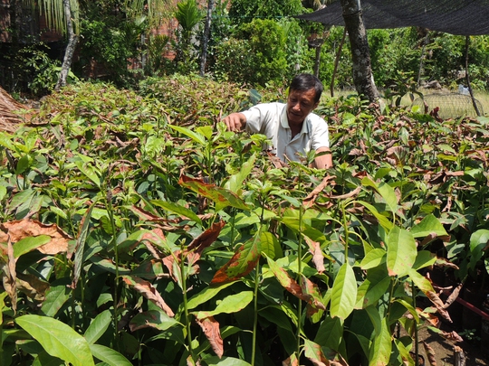 Vườn cây bơ giống của một hộ dân ở huyện Châu Thành, tỉnh Bến Tre bị nước mặn làm héo dầnẢnh: DƯƠNG MINH PHƯƠNG