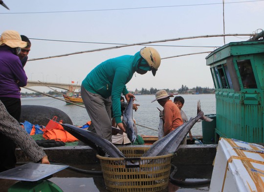 
Nhiều tàu cá đánh bắt xa bờ của ngư dân Quảng Ngãi trở về đã bán được cá. Ảnh: Tử Trực
