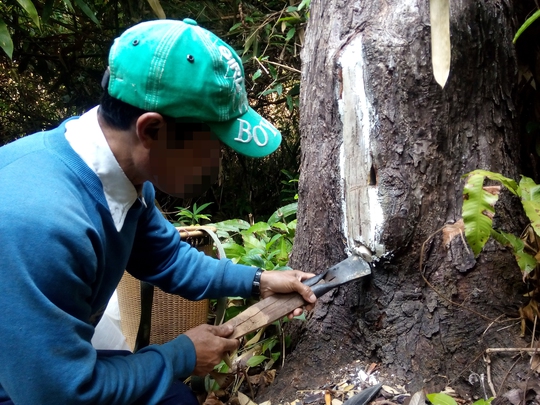 Người dân huyện Tu Mơ Rông, tỉnh Kon Tum nuôi ong trong rừng Ảnh: HOÀNG THANH