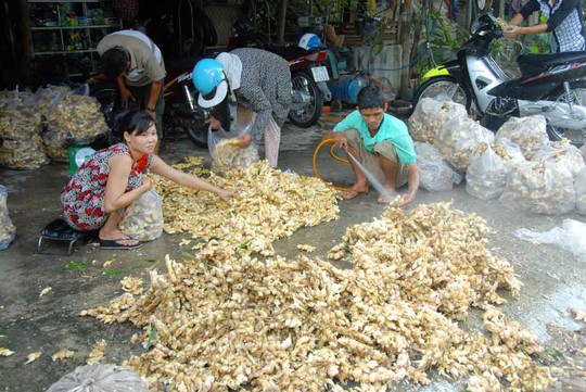 
Hiện tai, sau khi nhổ và đem về rửa sạch, gừng chỉ bán được với giá khoảng 5.000 đồng/kg
